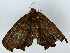  ( - BIOUG85485-F11)  @11 [ ] CreativeCommons - Attribution (2022) CBG Photography Group Centre for Biodiversity Genomics