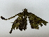  ( - BIOUG85485-G02)  @11 [ ] CreativeCommons - Attribution (2022) CBG Photography Group Centre for Biodiversity Genomics