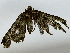 ( - BIOUG85485-G03)  @11 [ ] CreativeCommons - Attribution (2022) CBG Photography Group Centre for Biodiversity Genomics