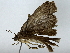  ( - BIOUG85485-G11)  @11 [ ] CreativeCommons - Attribution (2022) CBG Photography Group Centre for Biodiversity Genomics