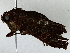  ( - BIOUG85485-H08)  @11 [ ] CreativeCommons - Attribution (2022) CBG Photography Group Centre for Biodiversity Genomics