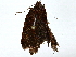  ( - BIOUG89946-G08)  @11 [ ] CreativeCommons - Attribution (2022) CBG Photography Group Centre for Biodiversity Genomics