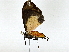  ( - BIOUG89946-H08)  @11 [ ] CreativeCommons - Attribution (2022) CBG Photography Group Centre for Biodiversity Genomics