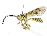  ( - BIOUG89947-D09)  @11 [ ] CreativeCommons - Attribution (2022) CBG Photography Group Centre for Biodiversity Genomics