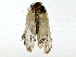  (Stenoma Malaise1071 - BIOUG89947-H09)  @11 [ ] CreativeCommons - Attribution (2022) CBG Photography Group Centre for Biodiversity Genomics