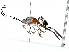  ( - BIOUG89948-B05)  @11 [ ] CreativeCommons - Attribution (2022) CBG Photography Group Centre for Biodiversity Genomics