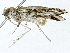  (musoMalaise3678 - BIOUG89949-C12)  @11 [ ] CreativeCommons - Attribution (2022) CBG Photography Group Centre for Biodiversity Genomics
