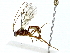  ( - BIOUG89949-E09)  @11 [ ] CreativeCommons - Attribution (2022) CBG Photography Group Centre for Biodiversity Genomics