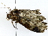 ( - BIOUG89951-A06)  @11 [ ] CreativeCommons - Attribution (2022) CBG Photography Group Centre for Biodiversity Genomics