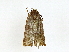  (elachMalaise5076 - BIOUG89951-B02)  @11 [ ] CreativeCommons - Attribution (2022) CBG Photography Group Centre for Biodiversity Genomics