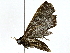  ( - BIOUG89951-B05)  @11 [ ] CreativeCommons - Attribution (2022) CBG Photography Group Centre for Biodiversity Genomics