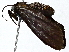  ( - BIOUG89951-B11)  @11 [ ] CreativeCommons - Attribution (2022) CBG Photography Group Centre for Biodiversity Genomics
