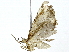  ( - BIOUG89951-C10)  @11 [ ] CreativeCommons - Attribution (2022) CBG Photography Group Centre for Biodiversity Genomics