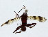  ( - BIOUG89952-F08)  @11 [ ] CreativeCommons - Attribution (2022) CBG Photography Group Centre for Biodiversity Genomics