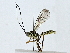  ( - BIOUG89952-G09)  @11 [ ] CreativeCommons - Attribution (2022) CBG Photography Group Centre for Biodiversity Genomics