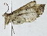  ( - BIOUG89952-H11)  @11 [ ] CreativeCommons - Attribution (2022) CBG Photography Group Centre for Biodiversity Genomics