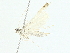  ( - BIOUG89953-A01)  @11 [ ] CreativeCommons - Attribution (2022) CBG Photography Group Centre for Biodiversity Genomics