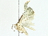  (Eois Malaise4025 - BIOUG89953-A03)  @11 [ ] CreativeCommons - Attribution (2022) CBG Photography Group Centre for Biodiversity Genomics