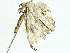 ( - BIOUG89953-A04)  @11 [ ] CreativeCommons - Attribution (2022) CBG Photography Group Centre for Biodiversity Genomics