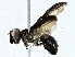  (tachMalaise4024 - BIOUG89953-H04)  @11 [ ] CreativeCommons - Attribution (2022) CBG Photography Group Centre for Biodiversity Genomics