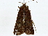  ( - BIOUG89954-A06)  @11 [ ] CreativeCommons - Attribution (2022) CBG Photography Group Centre for Biodiversity Genomics