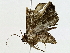  ( - BIOUG89954-C01)  @11 [ ] CreativeCommons - Attribution (2022) CBG Photography Group Centre for Biodiversity Genomics