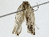  (Antaeotricha 4327 - BIOUG89999-F03)  @11 [ ] CreativeCommons - Attribution (2022) CBG Photography Group Centre for Biodiversity Genomics