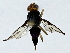  ( - BIOUG89999-G09)  @11 [ ] CreativeCommons - Attribution (2022) CBG Photography Group Centre for Biodiversity Genomics