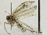  ( - BIOUG91361-B01)  @12 [ ] CreativeCommons - Attribution (2022) CBG Photography Group Centre for Biodiversity Genomics