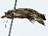  ( - BIOUG91361-C08)  @11 [ ] CreativeCommons - Attribution (2022) CBG Photography Group Centre for Biodiversity Genomics