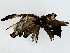 ( - BIOUG91361-E04)  @11 [ ] CreativeCommons - Attribution (2022) CBG Photography Group Centre for Biodiversity Genomics