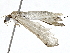  (Herpetogramma Malaise9949 - BIOUG91361-F03)  @11 [ ] CreativeCommons - Attribution (2022) CBG Photography Group Centre for Biodiversity Genomics