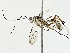  ( - BIOUG91363-A02)  @11 [ ] CreativeCommons - Attribution (2022) CBG Photography Group Centre for Biodiversity Genomics