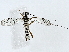  ( - BIOUG91363-B10)  @11 [ ] CreativeCommons - Attribution (2022) CBG Photography Group Centre for Biodiversity Genomics
