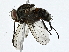  ( - BIOUG91364-A04)  @11 [ ] CreativeCommons - Attribution (2022) CBG Photography Group Centre for Biodiversity Genomics