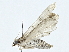  ( - BIOUG91364-B08)  @11 [ ] CreativeCommons - Attribution (2022) CBG Photography Group Centre for Biodiversity Genomics