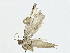  (cramMalaise5184 - BIOUG91364-C02)  @11 [ ] CreativeCommons - Attribution (2022) CBG Photography Group Centre for Biodiversity Genomics