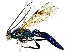  (Coelichneumon Malaise0539 - BIOUG91365-B09)  @11 [ ] CreativeCommons - Attribution (2022) CBG Photography Group Centre for Biodiversity Genomics