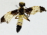  (Joppa Wahl04 - BIOUG91365-F02)  @13 [ ] CreativeCommons - Attribution (2022) CBG Photography Group Centre for Biodiversity Genomics