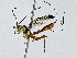  ( - BIOUG91365-G12)  @11 [ ] CreativeCommons - Attribution (2022) CBG Photography Group Centre for Biodiversity Genomics