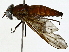  ( - BIOUG91366-A02)  @11 [ ] CreativeCommons - Attribution (2022) CBG Photography Group Centre for Biodiversity Genomics
