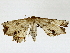  ( - BIOUG91366-H10)  @11 [ ] CreativeCommons - Attribution (2022) CBG Photography Group Centre for Biodiversity Genomics