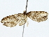  (Psaliodes Malaise1144 - BIOUG91367-A06)  @11 [ ] CreativeCommons - Attribution (2022) CBG Photography Group Centre for Biodiversity Genomics