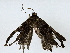  ( - BIOUG91367-A11)  @11 [ ] CreativeCommons - Attribution (2022) CBG Photography Group Centre for Biodiversity Genomics