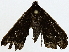  ( - BIOUG91367-B03)  @11 [ ] CreativeCommons - Attribution (2022) CBG Photography Group Centre for Biodiversity Genomics