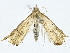  ( - BIOUG91367-C07)  @11 [ ] CreativeCommons - Attribution (2022) CBG Photography Group Centre for Biodiversity Genomics