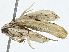  (Antaeotricha Malaise2263 - BIOUG91367-E04)  @11 [ ] CreativeCommons - Attribution (2022) CBG Photography Group Centre for Biodiversity Genomics