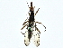  ( - BIOUG91368-G06)  @11 [ ] CreativeCommons - Attribution (2022) CBG Photography Group Centre for Biodiversity Genomics