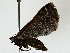  ( - BIOUG91393-H11)  @11 [ ] CreativeCommons - Attribution (2022) CBG Photography Group Centre for Biodiversity Genomics