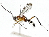  ( - BIOUG91394-H07)  @11 [ ] CreativeCommons - Attribution (2022) CBG Photography Group Centre for Biodiversity Genomics